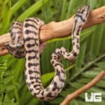 Baby Coastal Jaguar Carpet Python - Underground Reptiles