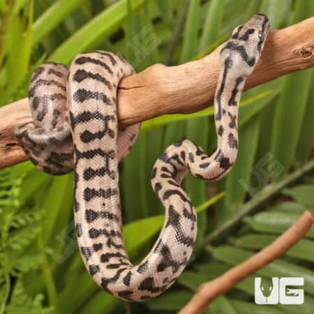 Baby Coastal Jaguar Carpet Python - Underground Reptiles