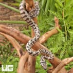 Baby Coastal Jaguar Carpet Python - Underground Reptiles