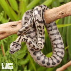 Baby Coastal Jaguar Carpet Python - Underground Reptiles