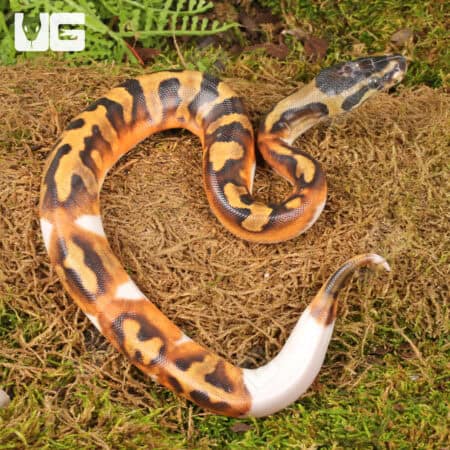 Baby Scaleless Head Pied Ball Python For Sale - Underground Reptiles