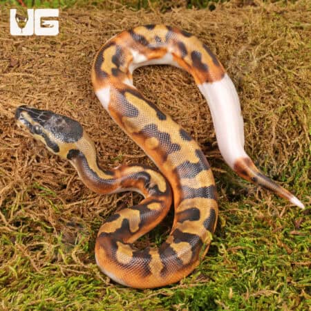 Baby Scaleless Head Pied Ball Python For Sale - Underground Reptiles