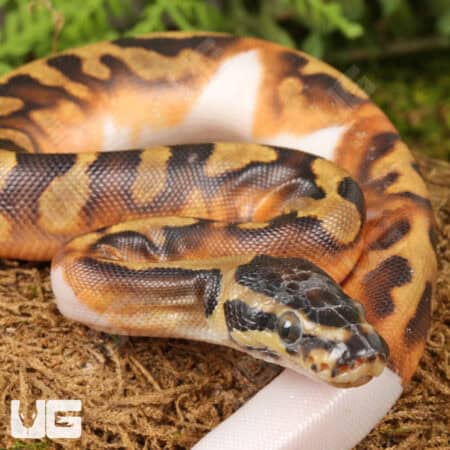 Baby Scaleless Head Pied Ball Python For Sale - Underground Reptiles