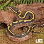 Baby Male Freeway Ball Pythons For Sale - Underground Reptiles