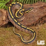 Baby Male Freeway Ball Pythons For Sale - Underground Reptiles