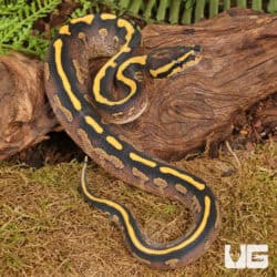 Baby Male Freeway Ball Pythons For Sale - Underground Reptiles