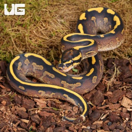 Baby Male Freeway Ball Pythons For Sale - Underground Reptiles