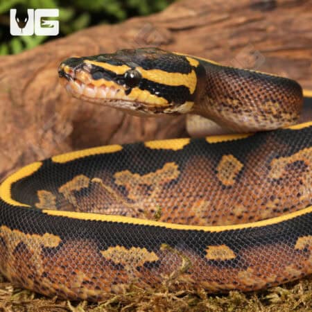 Baby Male Freeway Ball Pythons For Sale - Underground Reptiles