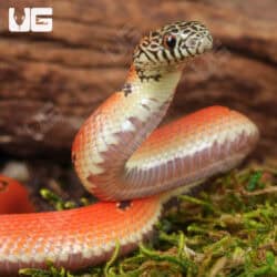 Baby Hypo Mosaic Brooks Kingsnake For Sale - Underground Reptiles