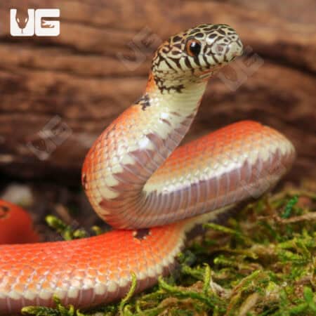 Baby Hypo Mosaic Brooks Kingsnake For Sale - Underground Reptiles