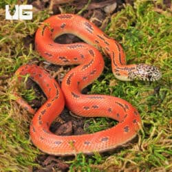 Baby Hypo Mosaic Brooks Kingsnake For Sale - Underground Reptiles