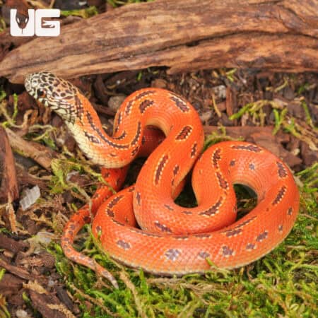 Baby Hypo Mosaic Brooks Kingsnake For Sale - Underground Reptiles