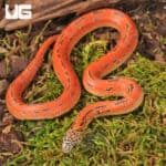 Baby Hypo Mosaic Brooks Kingsnake For Sale - Underground Reptiles
