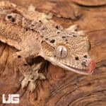 Baby Inkspot Crested Geckos For Sale - Underground Reptiles