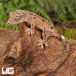 Baby Inkspot Crested Geckos For Sale - Underground Reptiles