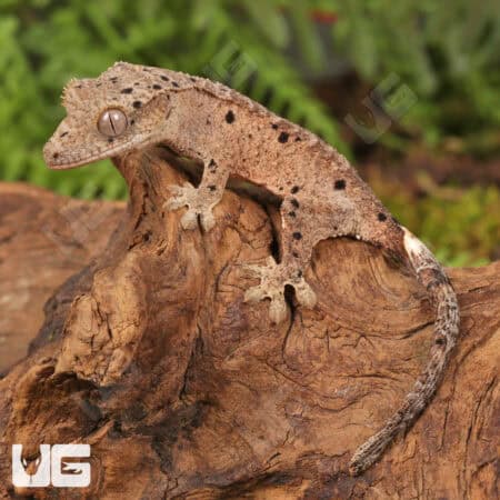 Baby Inkspot Crested Geckos For Sale - Underground Reptiles