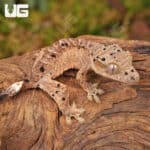 Baby Inkspot Crested Geckos For Sale - Underground Reptiles