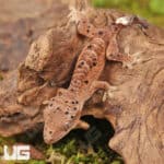 Baby Inkspot Crested Geckos For Sale - Underground Reptiles