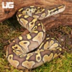 Baby Lesser Ball Python For Sale - Underground Reptiles