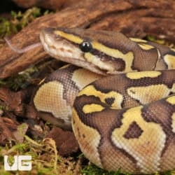 Baby Lesser Ball Python For Sale - Underground Reptiles