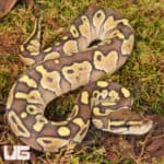 Baby Lesser Ball Python For Sale - Underground Reptiles