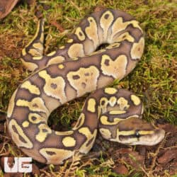 Baby Lesser Ball Python For Sale - Underground Reptiles