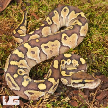 Baby Lesser Ball Python For Sale - Underground Reptiles