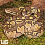 Baby Lesser Ball Python For Sale - Underground Reptiles
