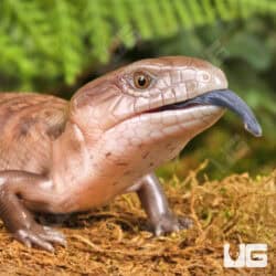 Baby Northern Blue Tongue Skinks For Sale - Underground Reptiles