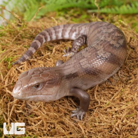 Baby Northern Blue Tongue Skinks For Sale - Underground Reptiles