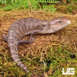 Baby Northern Blue Tongue Skinks For Sale - Underground Reptiles