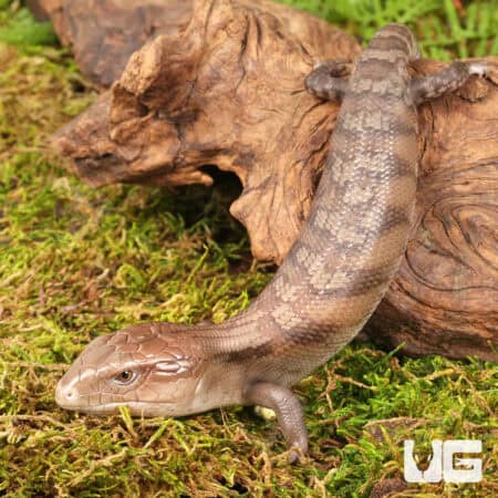 Baby Northern Blue Tongue Skinks For Sale - Underground Reptiles