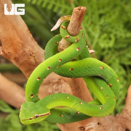 Baby Northern Philippine Temple Pit Viper coiled on a branch, showcasing vibrant green scales and di.