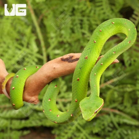 Close-up of a baby Northern Philippine Temple Pit Viper on a branch.