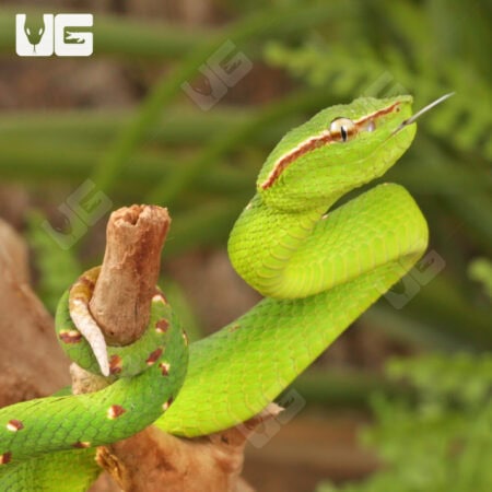 Juvenile Northern Philippine Temple Pit Viper showcasing bright green scales and distinctive marking.