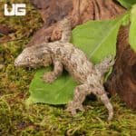 Baby Offshore x Nu Ami Leachianus Gecko For Sale - Underground Reptiles