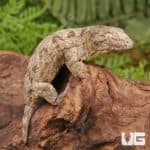 Baby Offshore x Nu Ami Leachianus Gecko For Sale - Underground Reptiles