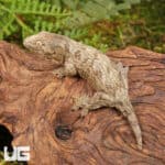 Baby Offshore x Nu Ami Leachianus Gecko For Sale - Underground Reptiles