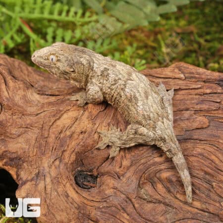 Baby Offshore x Nu Ami Leachianus Gecko For Sale - Underground Reptiles