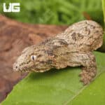 Baby Offshore x Nu Ami Leachianus Gecko For Sale - Underground Reptiles