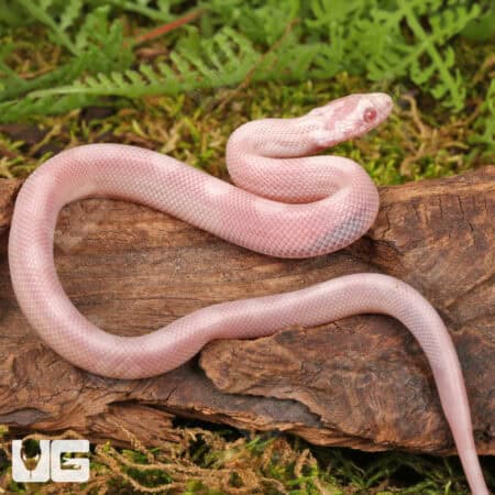 Baby Salmon Snow Motley Cornsnakes (Pantherophis guttatus) For Sale - Underground Reptiles