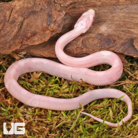 Baby Salmon Snow Motley Cornsnakes (Pantherophis guttatus) For Sale - Underground Reptiles