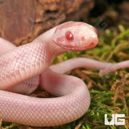 Baby Salmon Snow Motley Cornsnakes (Pantherophis guttatus) For Sale - Underground Reptiles