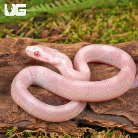 Baby Salmon Snow Motley Cornsnakes (Pantherophis guttatus) For Sale - Underground Reptiles