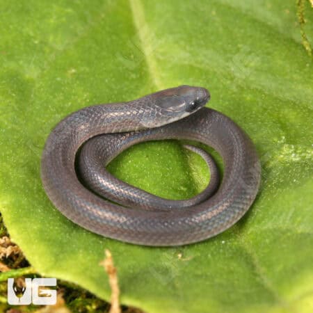 Smooth Earth Snakes (Virginia valeriae) For Sale - Underground Reptiles
