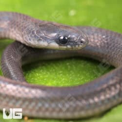 Smooth Earth Snakes (Virginia valeriae) For Sale - Underground Reptiles