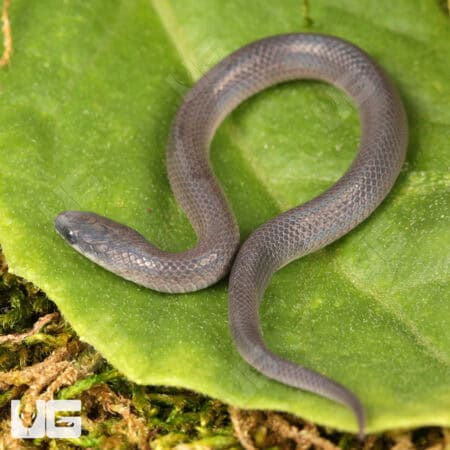Smooth Earth Snakes (Virginia valeriae) For Sale - Underground Reptiles