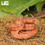 Baby Smooth Slug Snake For Sale - Underground Reptiles