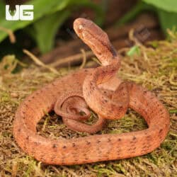 Baby Smooth Slug Snake For Sale - Underground Reptiles
