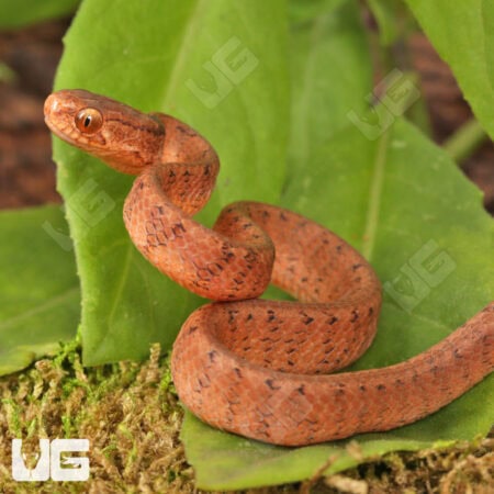 Baby Smooth Slug Snake For Sale - Underground Reptiles
